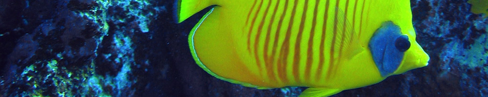 naui2.JPG
